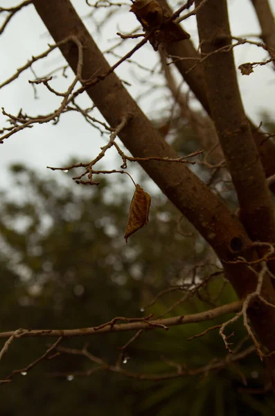 Vertikální Záběr Větví Stromů Podzimním Lese — Stock fotografie