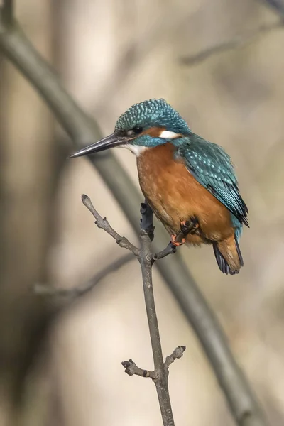 A vertical shallow focus shot of a Eurasian kingfisher bird perched on a twig