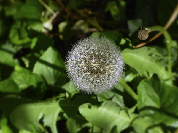 Los Trucos Naturaleza Vegetal Para Reproducir —  Fotos de Stock