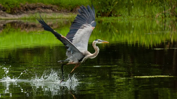 A great blue heron taking off in our retention pond in the backyard