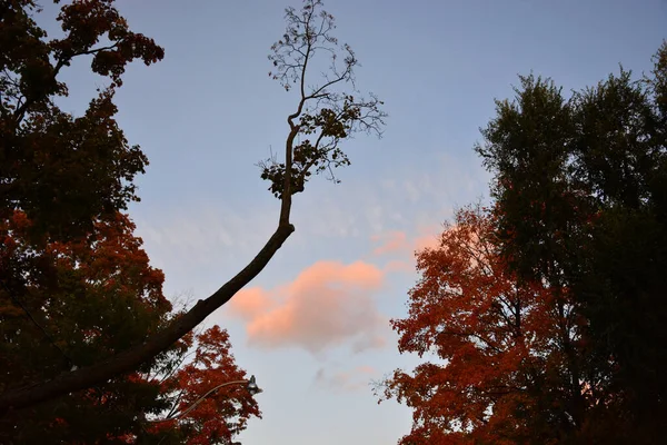 Low Angle Shot Colorful Trees Captured Colorful Clouds Sky — Stock Photo, Image