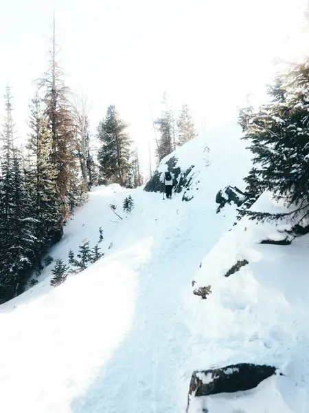 Vertical Shot Hiker Snowy Mountain Fir Trees — Stock Photo, Image