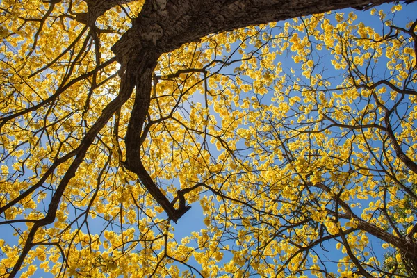 Eine Flache Aufnahme Eines Leuchtend Gelben Tabebuia Baumes Gegen Den — Stockfoto