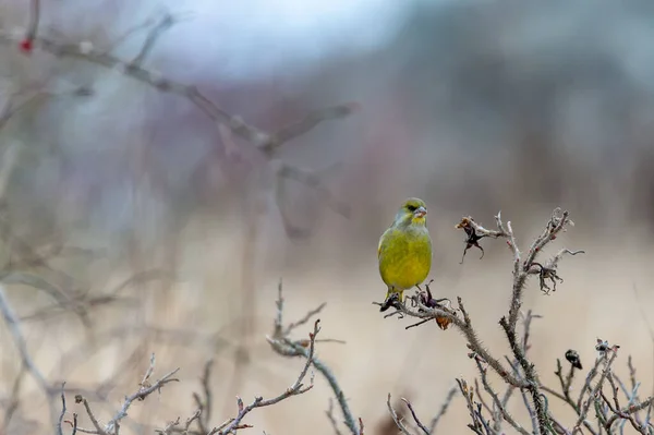 Europese Groenvink Carduelis Chloris Zit Een Struik Zoek Naar Voedsel — Stockfoto