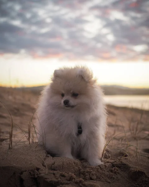 Tiro Vertical Filhote Cachorro Bonito Pomeranian Areia Uma Praia — Fotografia de Stock