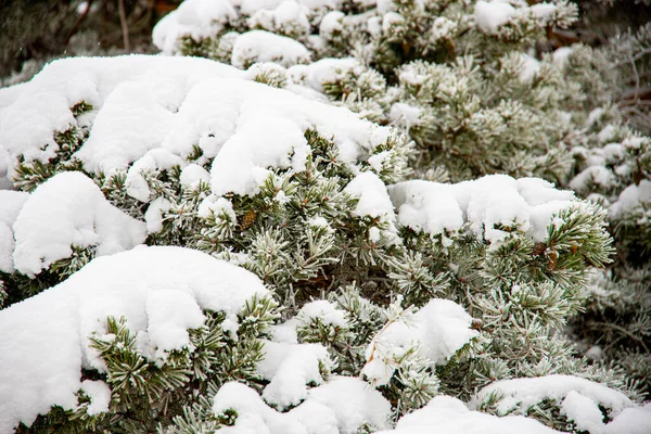 Eine Schöne Aufnahme Von Schneebedeckten Bäumen — Stockfoto