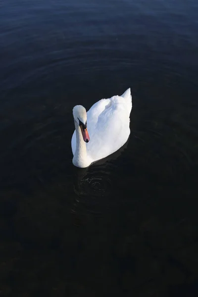 Tiro Vertical Alto Ângulo Belo Cisne Branco Nadando Água — Fotografia de Stock