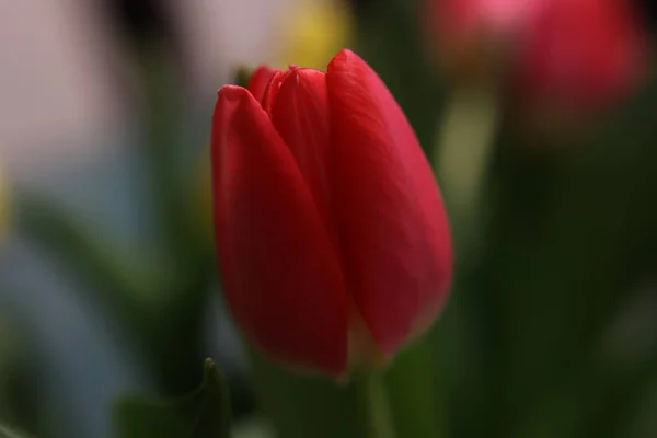 Close Uma Bela Tulipa Vermelha Fundo Verde Desfocado — Fotografia de Stock