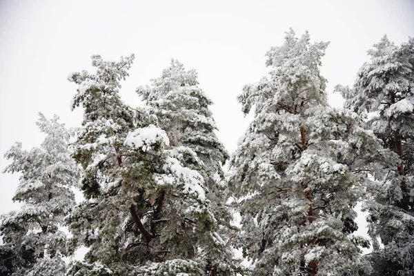 Beautiful Shot Snow Covered Trees — Stock Photo, Image