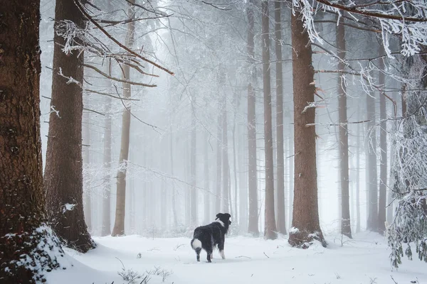 Красивый Снимок Собаки Снежном Лесу — стоковое фото