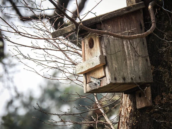 一张挂在树上的老式鸟舍的有选择的焦点照片 — 图库照片