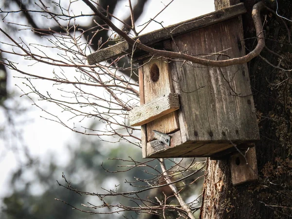 Een Selectieve Focusshot Van Een Oud Vogelhuisje Hangend Aan Een — Stockfoto