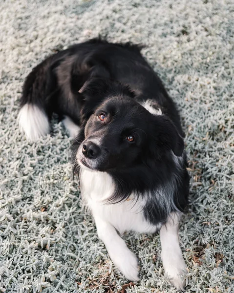 Ένα Όμορφο Πλάνο Ενός Σκύλου Ένα Χιονισμένο Δάσος — Φωτογραφία Αρχείου