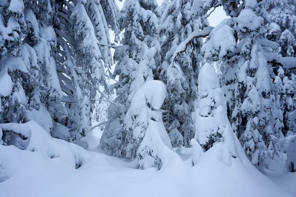 Die Schönen Schneebedeckten Bäume Wald — Stockfoto