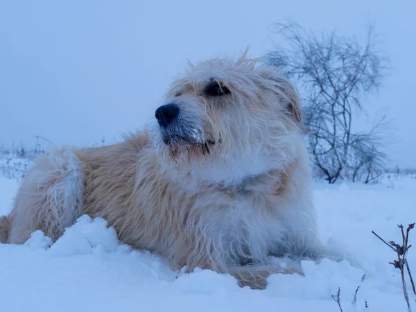 Karlı Arazide Büyük Bir Köpeğin Yakın Çekimi — Stok fotoğraf
