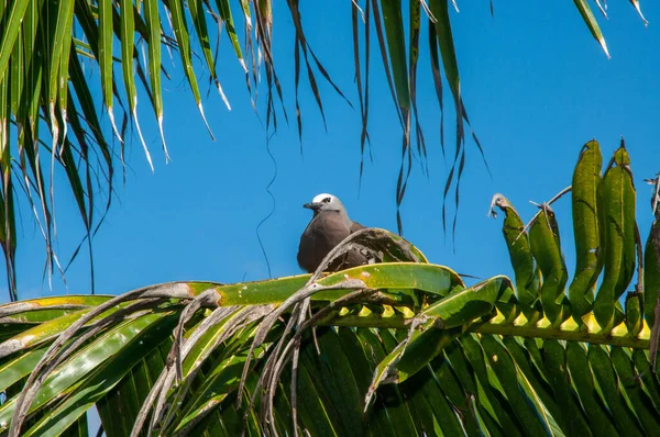 Ein Niedriger Winkel Von Einem Vogel Der Auf Dem Tropischen — Stockfoto