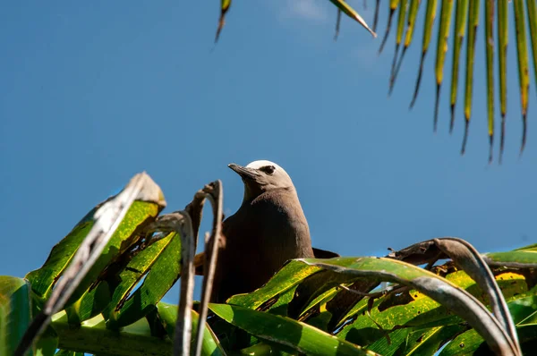 Een Lage Hoek Opname Van Een Vogel Hoog Tropische Boom — Stockfoto