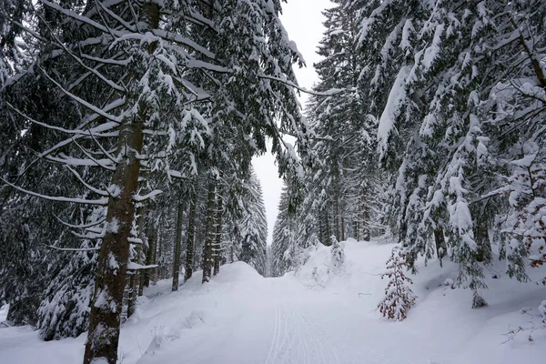 눈덮인 나무들로 둘러싸인 아름다운 — 스톡 사진