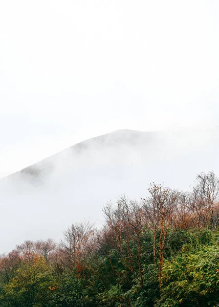 Een Verticaal Shot Van Bomen Planten Met Een Berg Achtergrond — Stockfoto