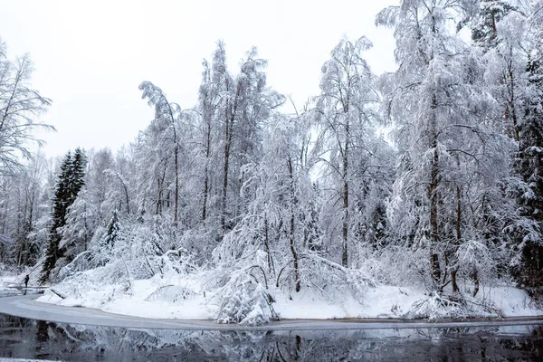 Bomen Bedekt Met Sneeuw Buurt Van Bevroren Waterstroom Een Bos — Stockfoto
