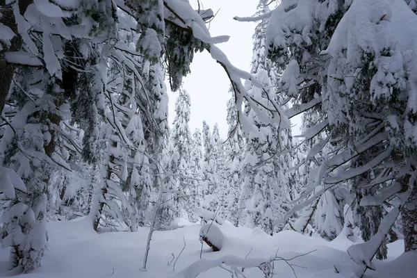 Fascinerande Bild Vackra Snötäckta Träd Skogen — Stockfoto