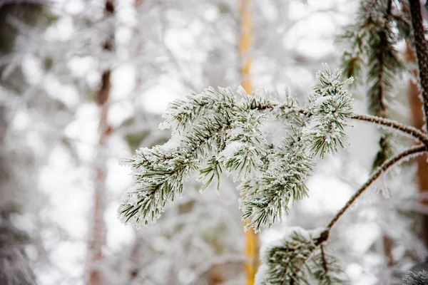 Hermoso Tiro Árboles Cubiertos Nieve —  Fotos de Stock