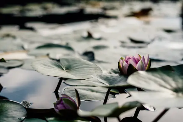 Colpo Fuoco Selettivo Loto Fiore Nello Stagno — Foto Stock