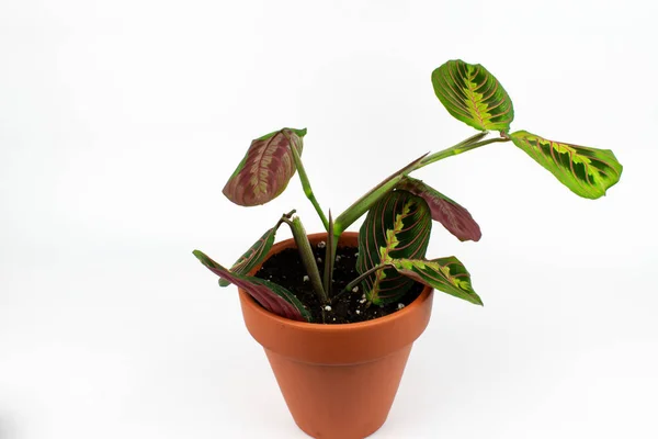 Eine Maranta Pflanze Topf Isoliert Auf Weißem Hintergrund — Stockfoto
