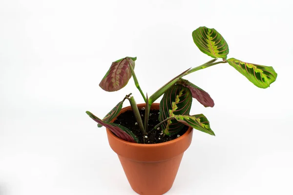 Una Planta Maranta Una Maceta Aislada Sobre Fondo Blanco — Foto de Stock