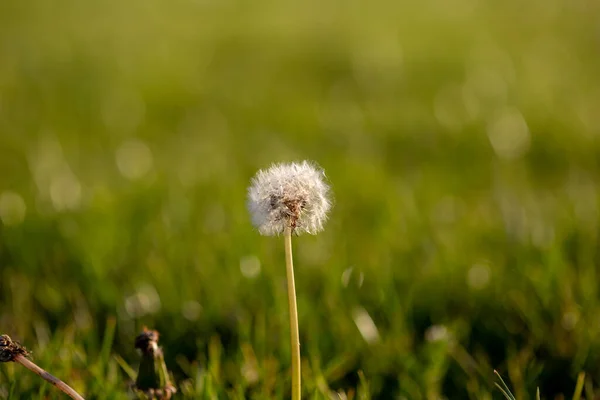 Gros Plan Pissenlit Sur Fond Bokeh Vert — Photo