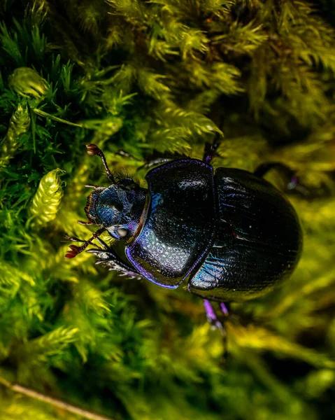 Närbild Mörkblå Skalbagge Gröna Blad — Stockfoto