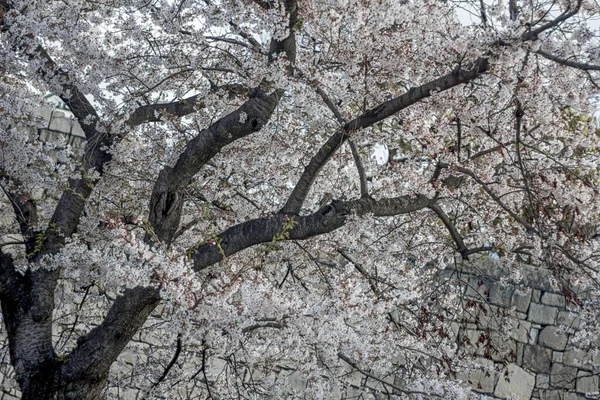 Δέντρο Άνθους Κερασιάς Sakura Από Κάστρο Της Οσάκα Osaka Που — Φωτογραφία Αρχείου