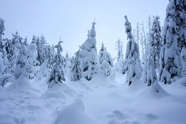 森の中の美しい雪に覆われた木々の魅惑的なショット — ストック写真