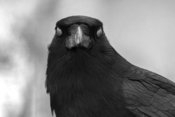 Серый Снимок Ворона Смотрящего — стоковое фото