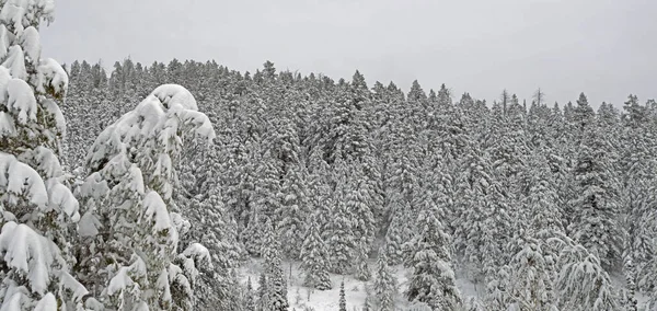 Panoramabild Skog Med Snötäckta Träd Dag Den Dystra Himlen — Stockfoto