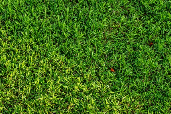 Överblick Över Vått Grönt Gräs Kopiera Utrymme Perfekt För Bakgrund — Stockfoto