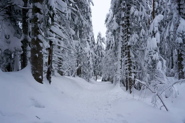 Ein Schöner Weg Umgeben Von Schneebedeckten Bäumen Wald — Stockfoto