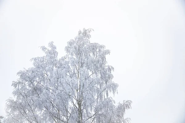 Krásný Záběr Zasněžených Stromů — Stock fotografie