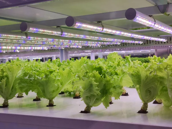 Les Légumes Poussent Dans Ferme Intérieure Ferme Verticale Agriculture Verticale — Photo