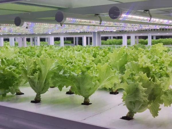 Les Légumes Poussent Dans Ferme Intérieure Ferme Verticale Agriculture Verticale — Photo