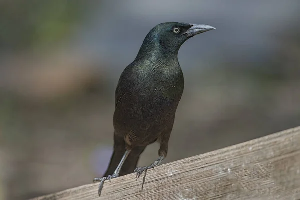 Bir Dala Tünemiş Grackles Karatavuğu — Stok fotoğraf