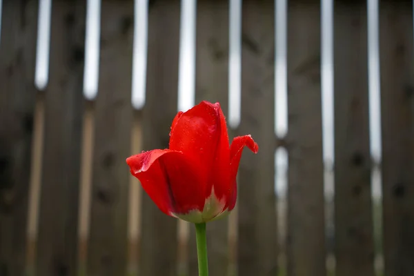 Селективный Фокус Крупным Планом Красных Цветов Саду — стоковое фото