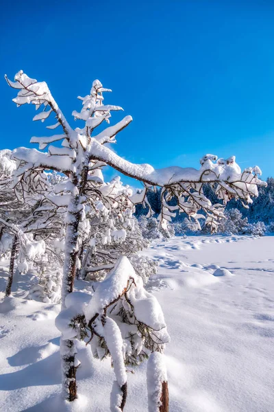 Vertikal Skott Ett Litet Träd Odlas Fältet Täckt Med Snö — Stockfoto