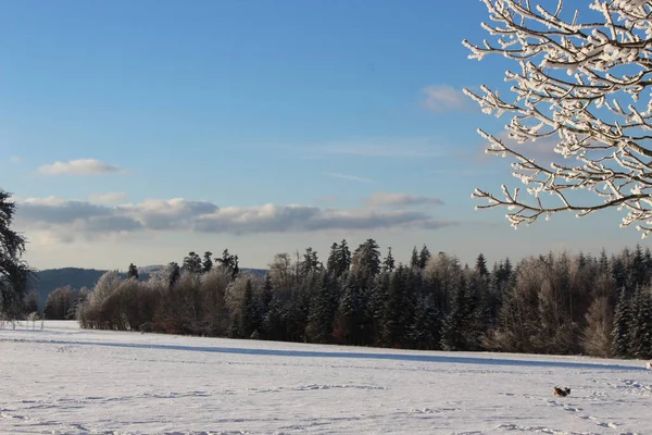 Eine Faszinierende Aufnahme Schöner Bäume Winterwald — Stockfoto