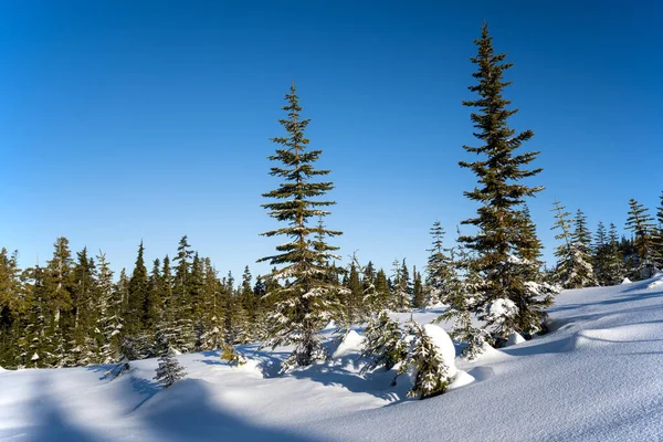 Den Första Skog Mount Washington Alpine Resort Courtenay Vancouver Island — Stockfoto