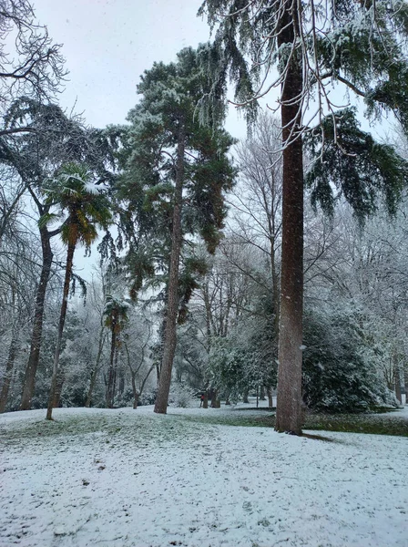 Vertikal Bild Skog Med Snötäckta Träd Dag Den Dystra Himlen — Stockfoto