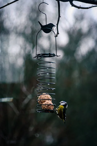 Shallow Focus Shot Eurasian Blue Tit Bird Perching Spiral Bird — Φωτογραφία Αρχείου