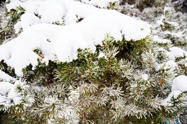 一张美丽的雪地树的照片 — 图库照片#
