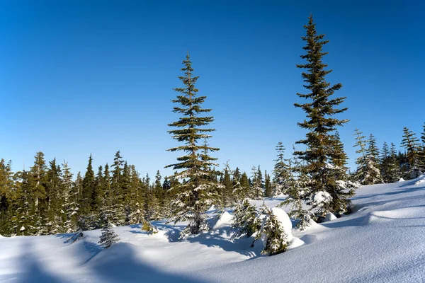 Firs Forest Mount Washington Alpine Resort Courtenay Vancouver Island Canada Stock Picture