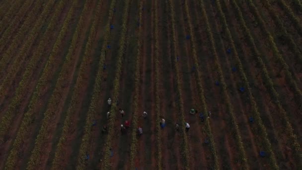 Cosechando Uvas Viñedo Los Trabajadores Recogen Uvas Cultivando Vino Agricultores — Vídeo de stock
